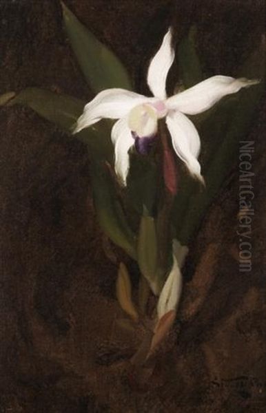 Still Life With An Orchid - view 1