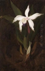 Still Life With An Orchid by Stuart James Park