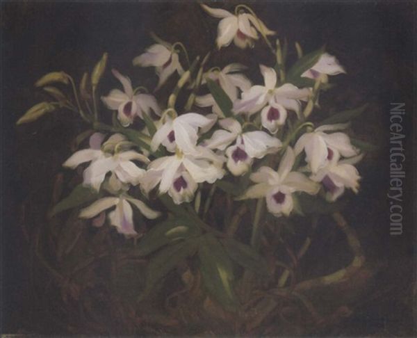 Dendrobium Orchids - view 1
