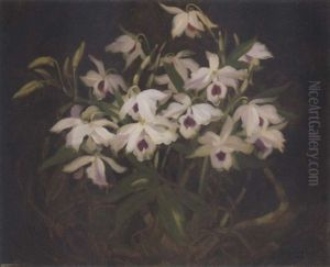 Dendrobium Orchids by Stuart James Park
