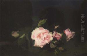 Pink Roses Pink Roses