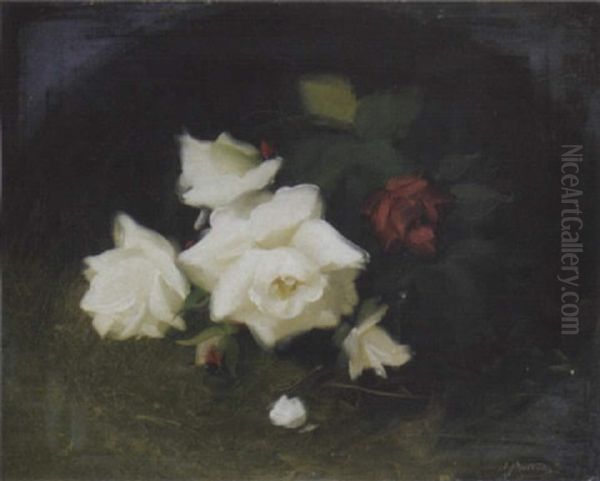 White And Red Roses - view 1