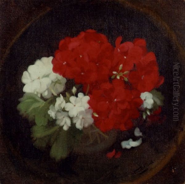 Geraniums - view 1