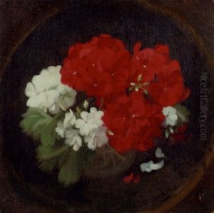 Geraniums