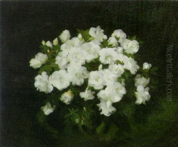 Camelias - view 1