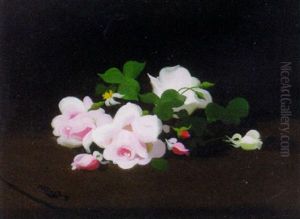 Pink And White Roses by Stuart James Park