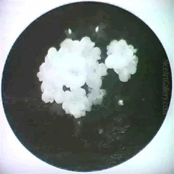 White Azaleas - view 1