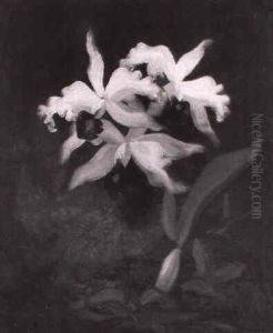 Orchids by Stuart James Park