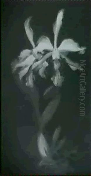 Cattleya Orchid - view 1