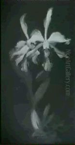 Cattleya Orchid