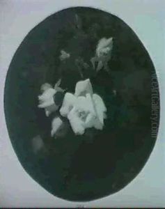Red And White Roses Red And White Roses