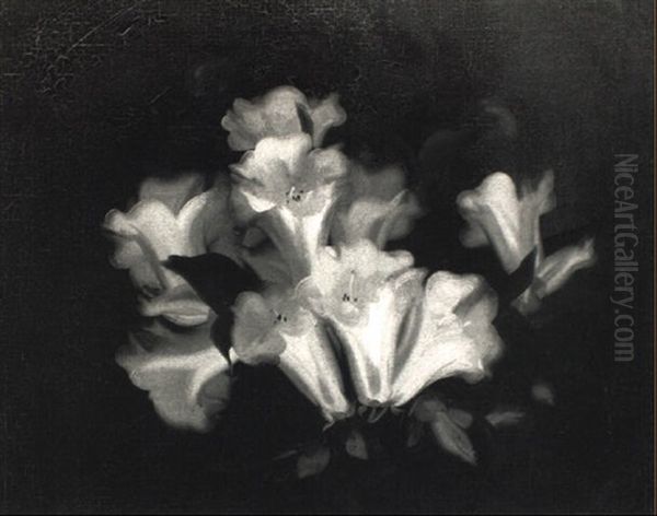 White Rhododendrons - view 1