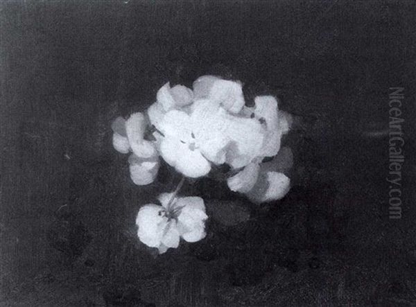 White Pansies - view 1