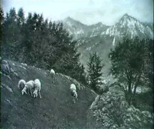 Pascolo Alpino - view 1