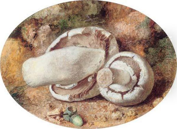 Field Mushrooms And Acorns - view 1