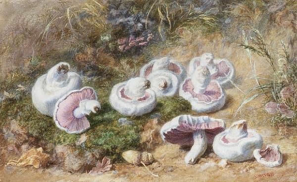Field Mushrooms And Acorns - view 1