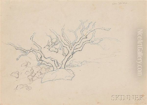 Two Works: Tree, San Ysidro, California - view 1