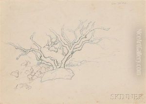 Two Works: Tree, San Ysidro, California by Stephen Parrish