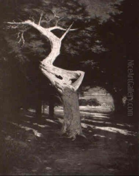 Ghost Tree Of Monterey - view 1