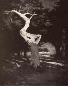 Ghost Tree Of Monterey by Richard Langtry Partington
