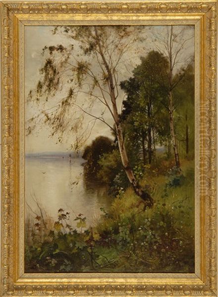 Birches Along The Water's Edge - view 1