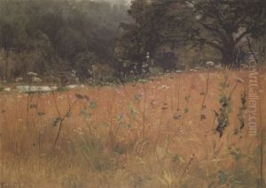 A Field Of Wildflowers A Field Of Wildflowers