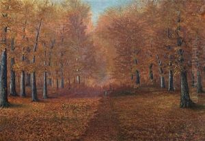 Forest In Fall Forest In Fall