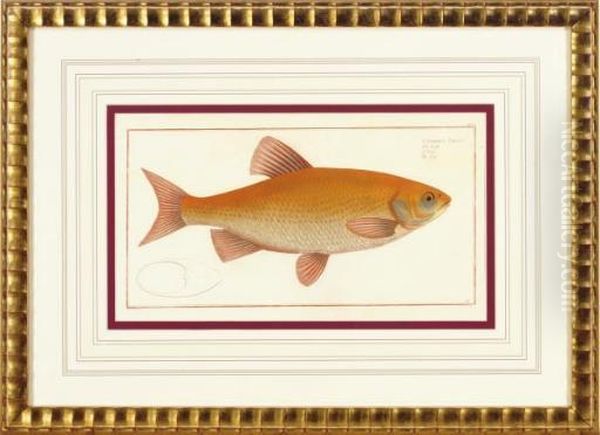 Ichthyologie, Ou Histoire Naturelle, Generale Et Particulaire De Poissons: Four Plates - view 1