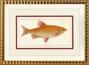Ichthyologie, Ou Histoire Naturelle, Generale Et Particulaire De Poissons: Four Plates