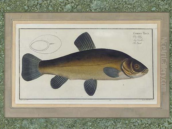 The Carp - view 1