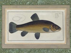 The Carp