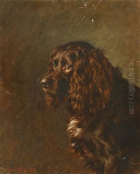 A Study Of A Spaniel - view 1