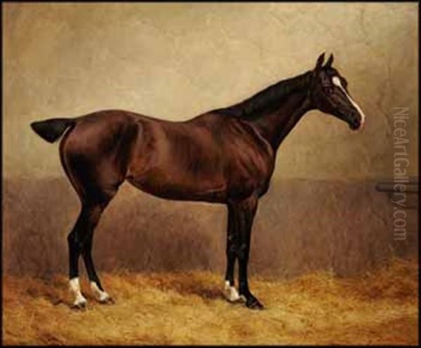 Portrait Of A Racing Horse In A Stable - view 1