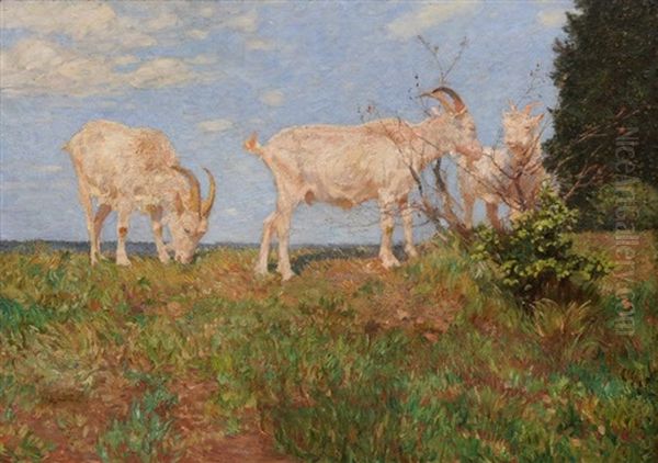 Browsing Goats In A Summer Landscape - view 1