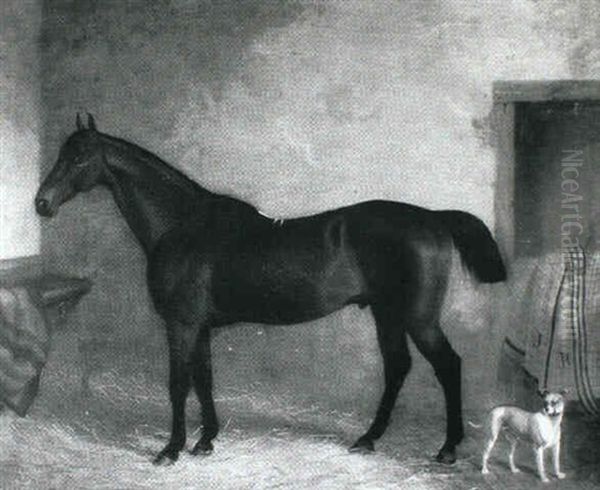 Dark Bay Hunter With A Terrier In A Loose Box - view 1