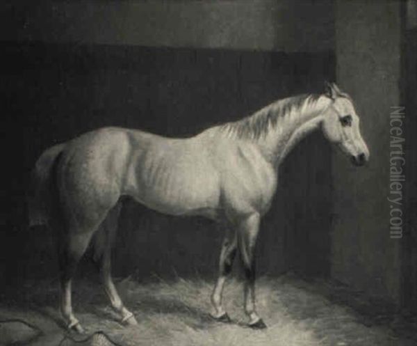 A Grey Hunter In A Loose Box - view 1