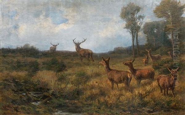 Herd Of Stags On A Forest Glade - view 1