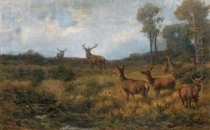 Herd Of Stags On A Forest Glade