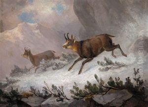 Zwei Gemsen Im Hochgebirge by Franz Xaver von Pausinger