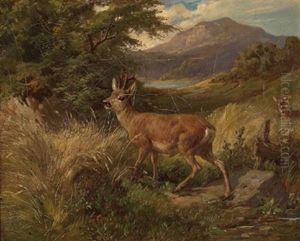 Rehbock In Sommerlandschaft