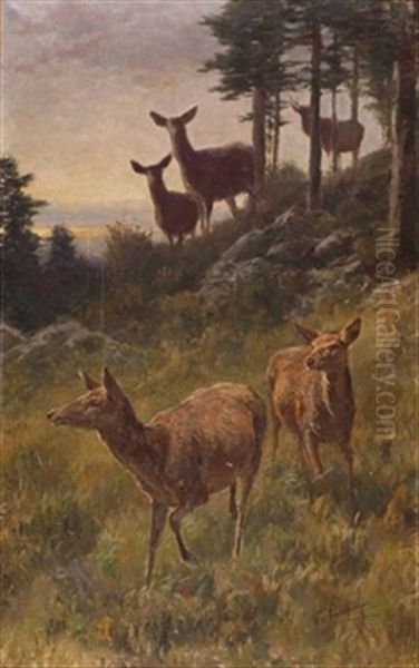 Rehe Am Waldrand - view 1