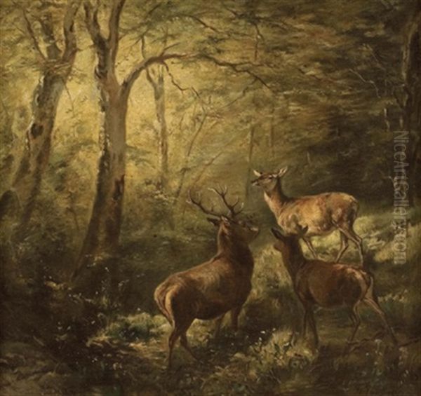 Rotwildfamilie Im Wald - view 1