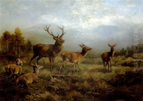 Hirsch Mit Hirschkuhen Am Waldrand - view 1
