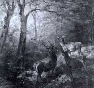 Rotwild In Waldlichtung
