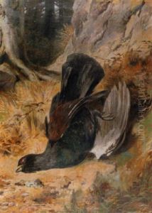 Erlegter Auerhahn In Flesiger Waldlandschaft