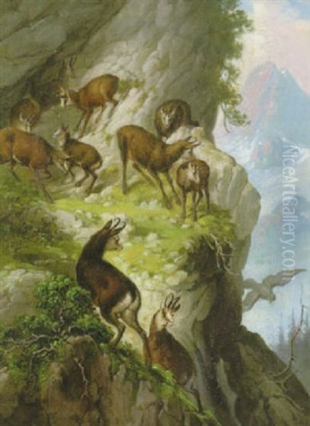 Gamsrudel Auf Felsvorsprung Mit Raubvogel - view 1