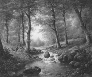 Rotwild Am Bachufer