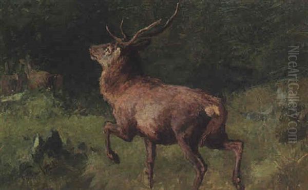 Hirschbrunft - view 1