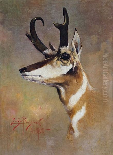 Antelope - view 1