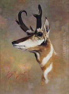 Antelope